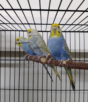 Rainbow Budgerigar