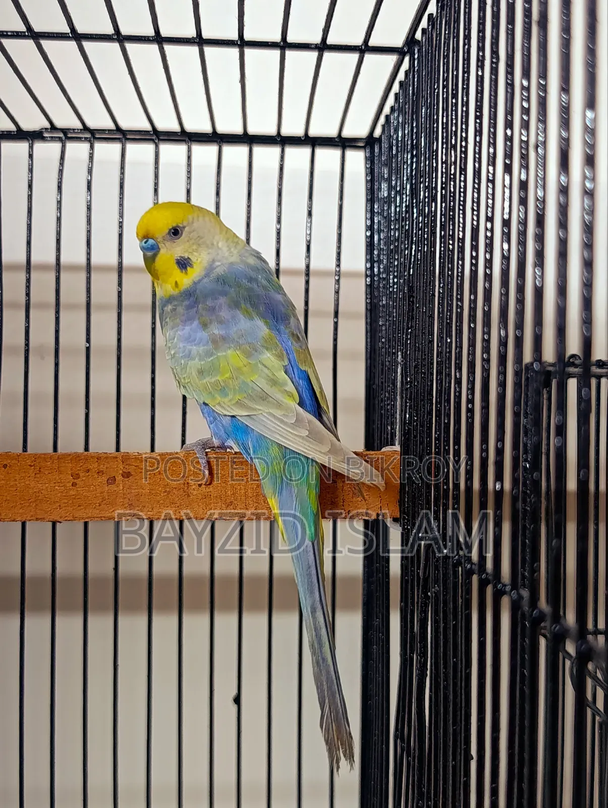 Rainbow Budgerigar