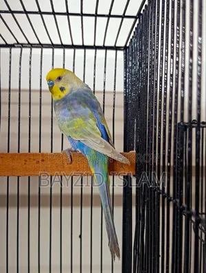 Rainbow Budgerigar