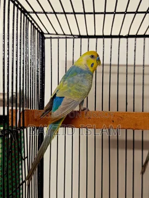 Rainbow Budgerigar