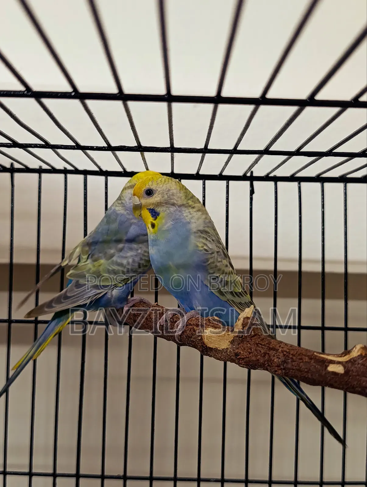 Rainbow Budgerigar