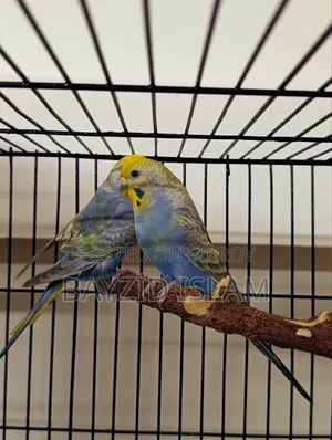 Rainbow Budgerigar
