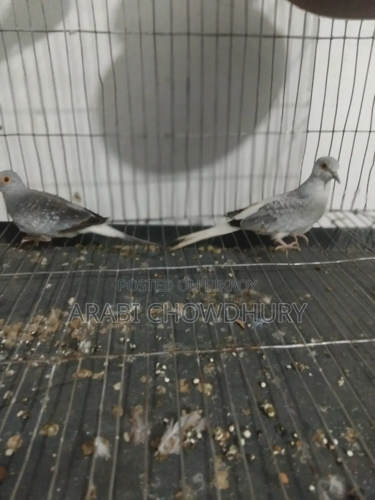 Running Diamond Dove