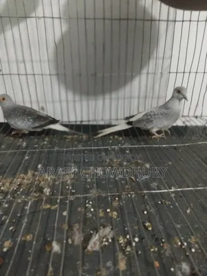 Running Diamond Dove