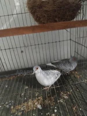 Running Diamond Dove