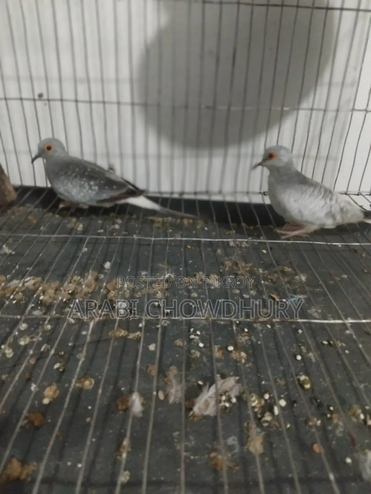 Running Diamond Dove
