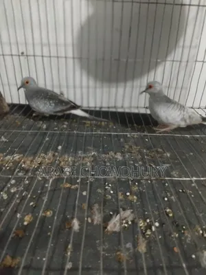 Running Diamond Dove