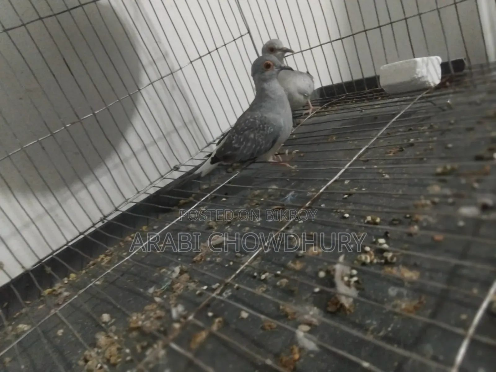 Running Diamond Dove