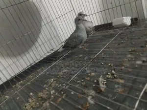 Running Diamond Dove