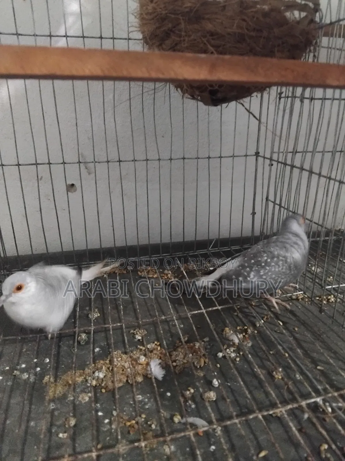 Running Diamond Dove