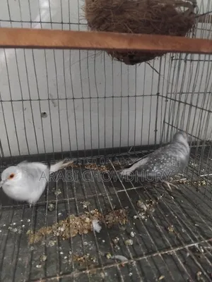 Running Diamond Dove