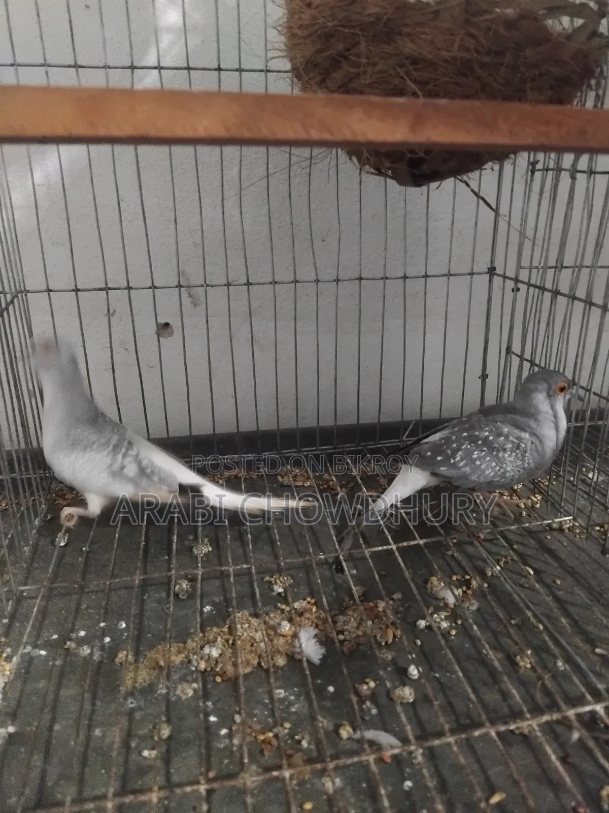 Running Diamond Dove