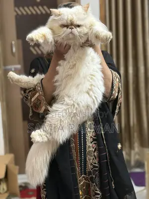 ১+ বছরের পুরুষ বিশুদ্ধ পার্সিয়ান বিড়াল