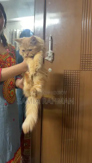 ১-৩ মাস বয়সী পুরুষ বিশুদ্ধ পার্সিয়ান বিড়াল