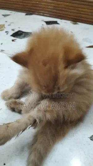 ১-৩ মাস বয়সী পুরুষ বিশুদ্ধ পার্সিয়ান বিড়াল