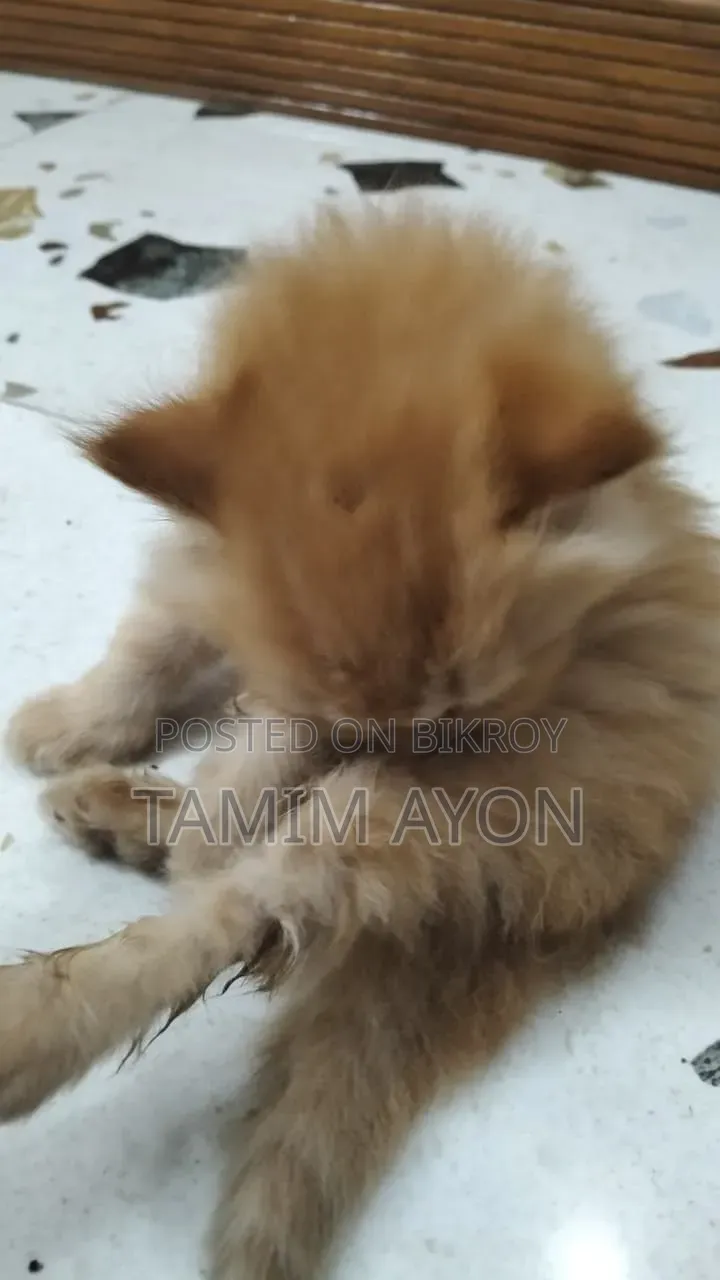 ১-৩ মাস বয়সী পুরুষ বিশুদ্ধ পার্সিয়ান বিড়াল