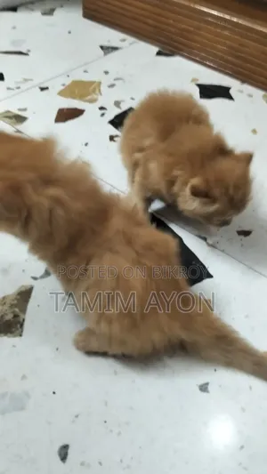 ১-৩ মাস বয়সী পুরুষ বিশুদ্ধ পার্সিয়ান বিড়াল