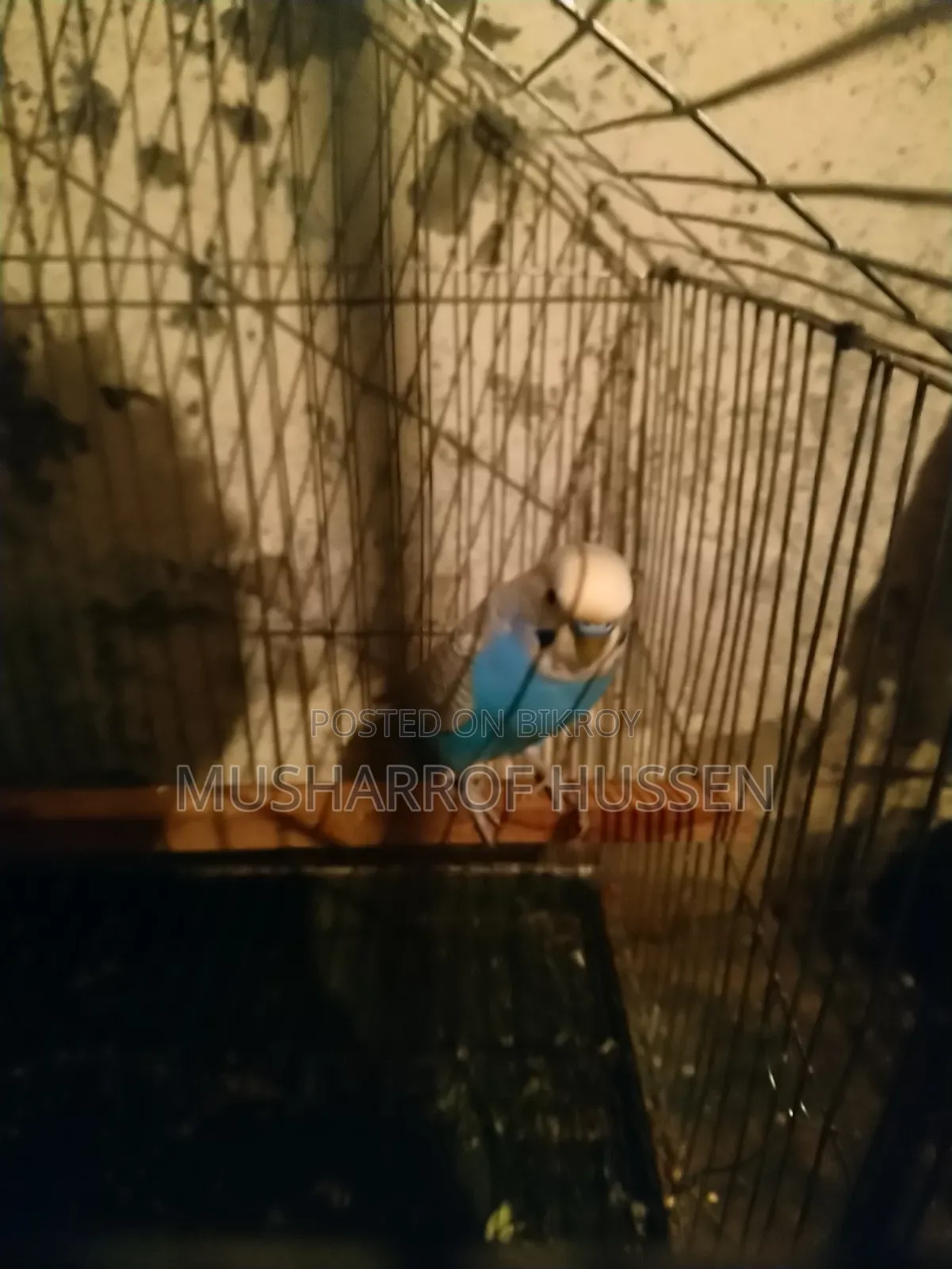 ১জোরা রানিং বাজিগার পাখি বিক্রি করা হবে