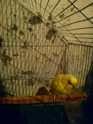 ১জোরা রানিং বাজিগার পাখি বিক্রি করা হবে