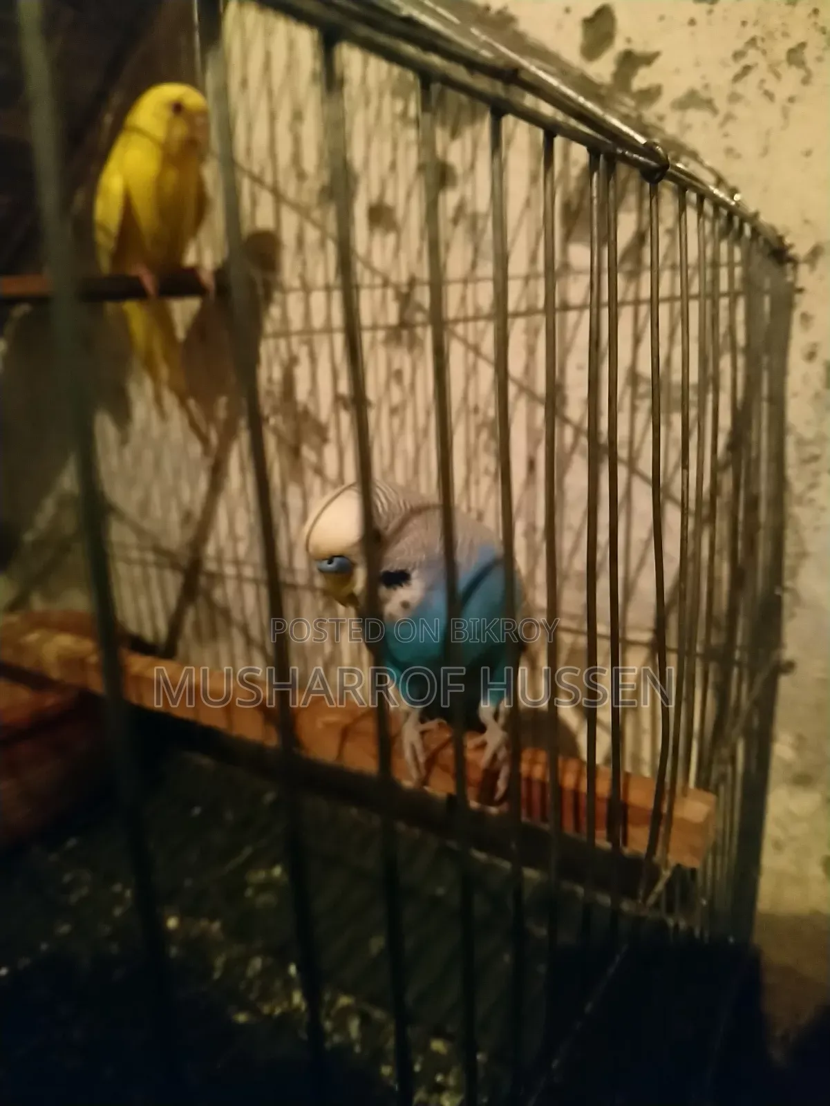 ১জোরা রানিং বাজিগার পাখি বিক্রি করা হবে