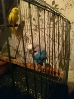 ১জোরা রানিং বাজিগার পাখি বিক্রি করা হবে