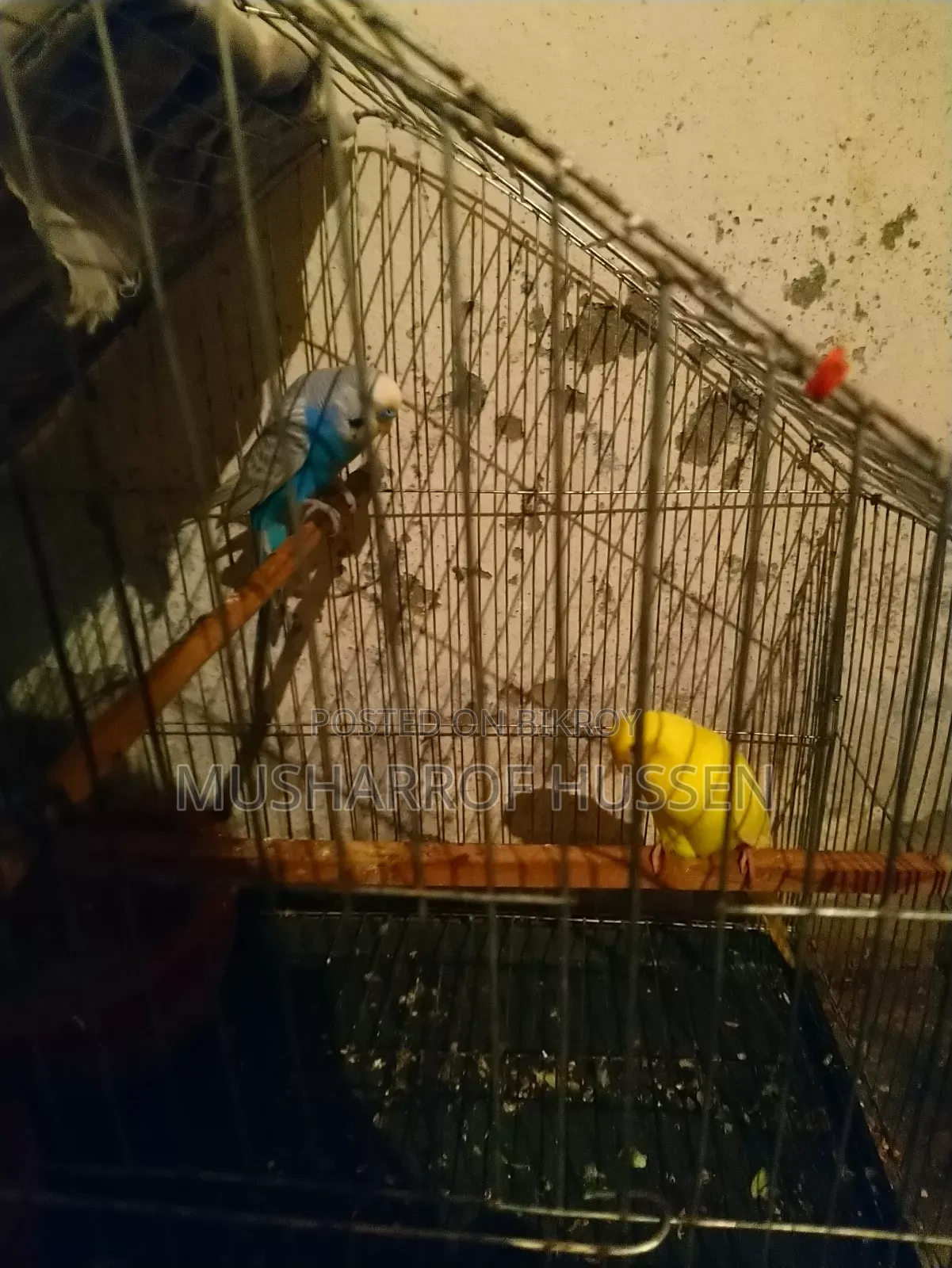 ১জোরা রানিং বাজিগার পাখি বিক্রি করা হবে