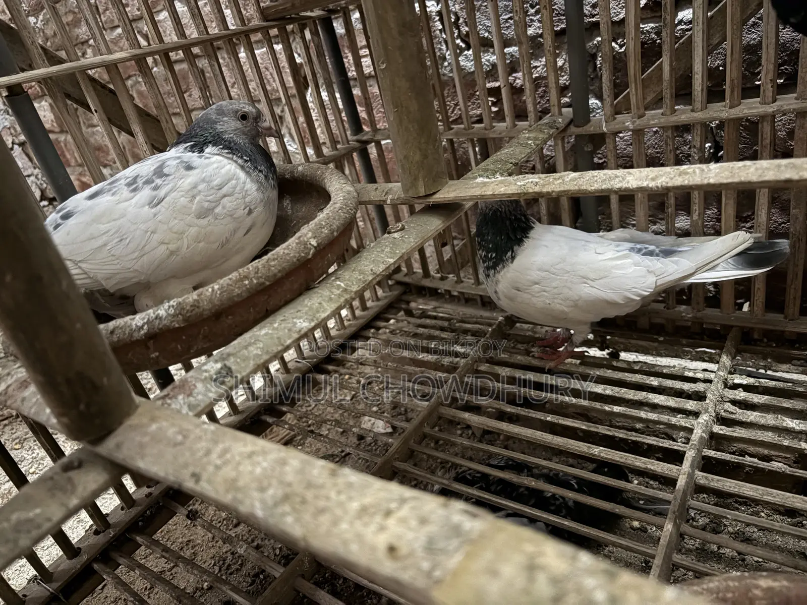High-quality pair of pigeons that lay eggs