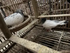 High-quality pair of pigeons that lay eggs