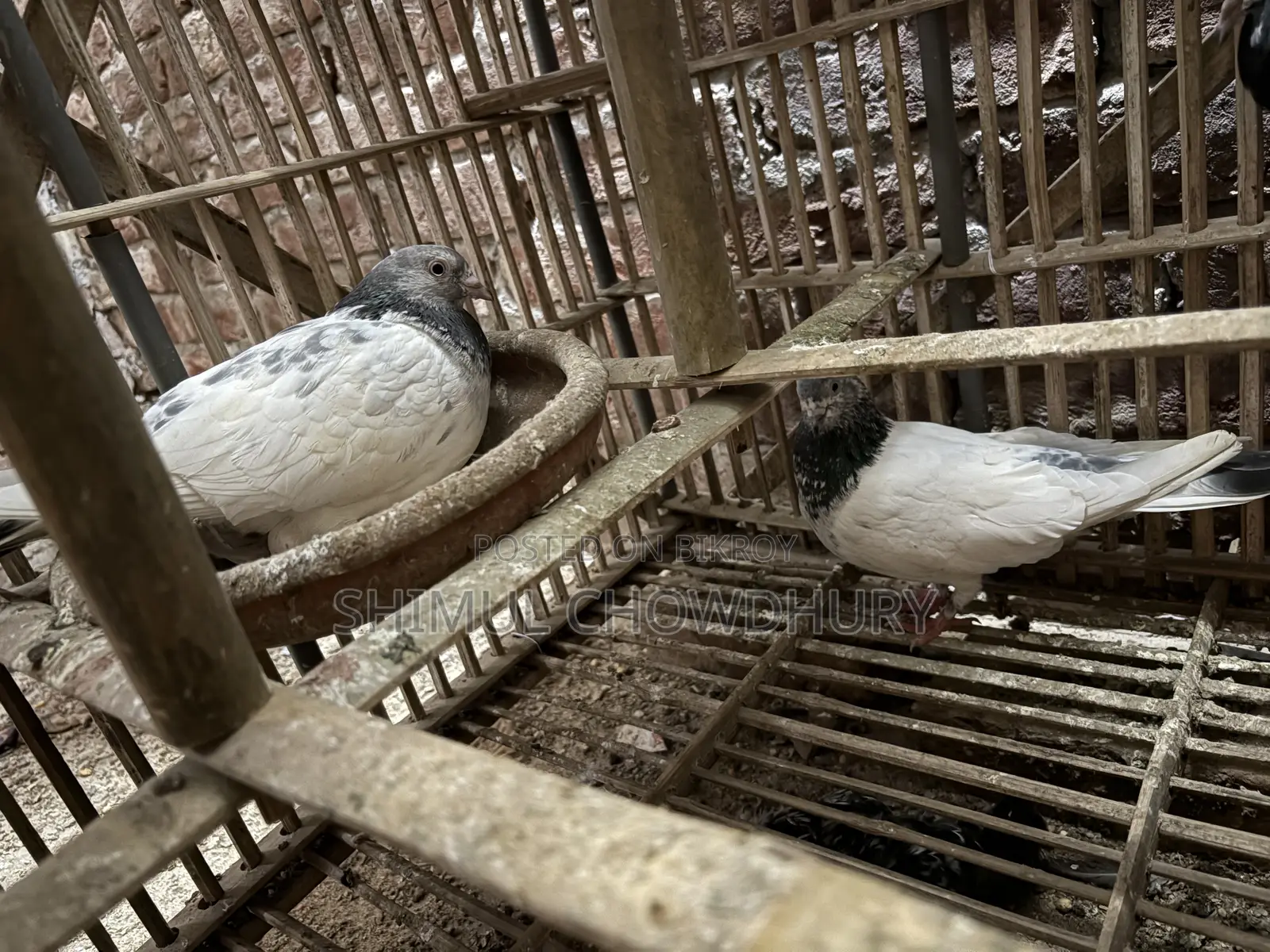 High-quality pair of pigeons that lay eggs