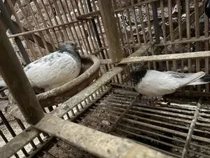 High-quality pair of pigeons that lay eggs