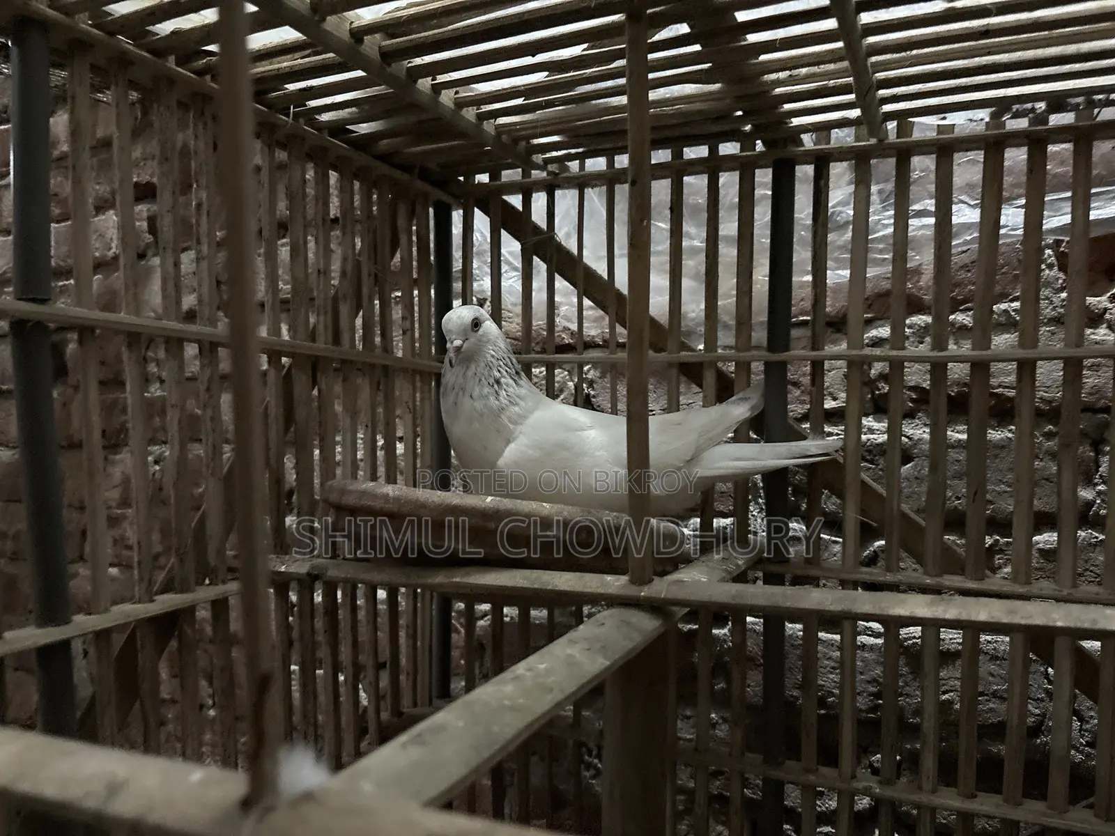 Good quality male pigeon available