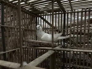 Good quality male pigeon available