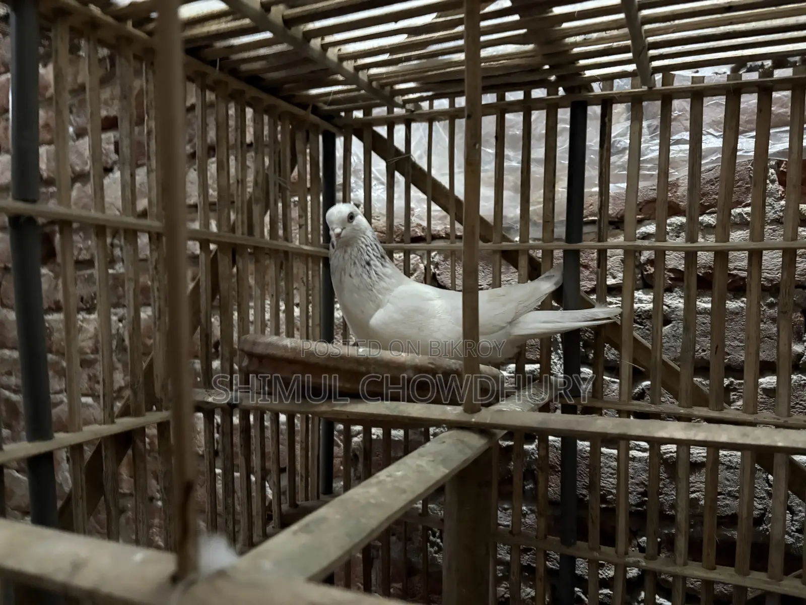 Good quality male pigeon available