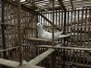 Good quality male pigeon available