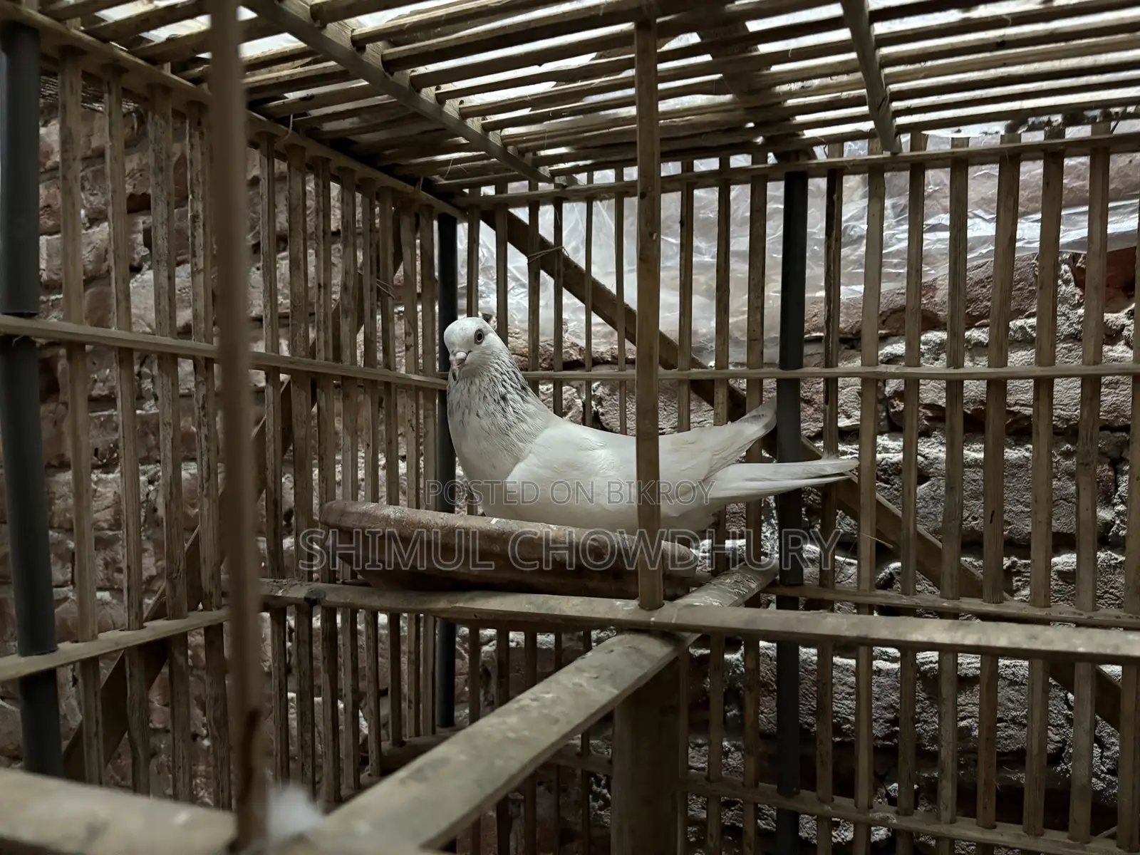 Good quality male pigeon available