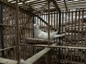 Good quality male pigeon available
