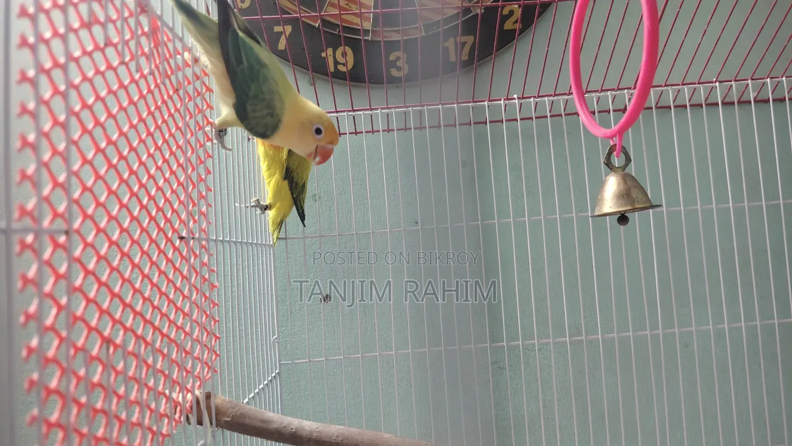 High Mutation Lovebird