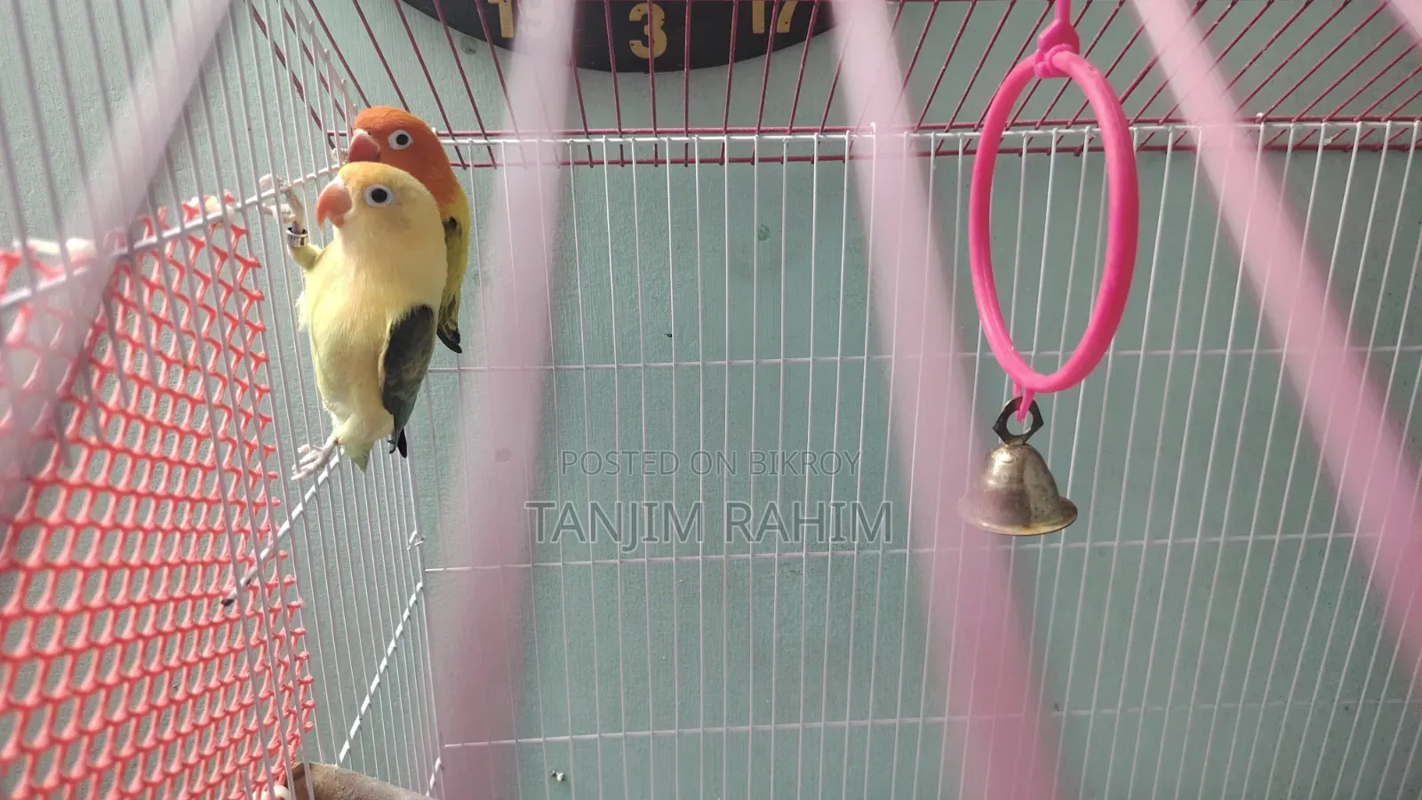 High Mutation Lovebird
