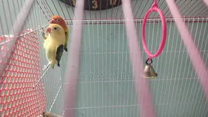 High Mutation Lovebird