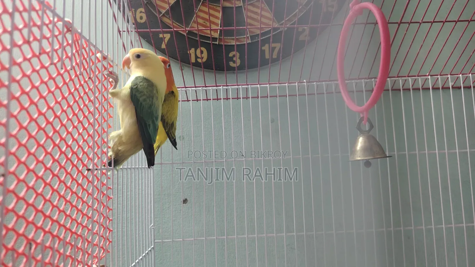 High Mutation Lovebird