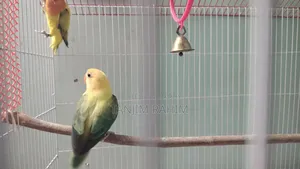 High Mutation Lovebird
