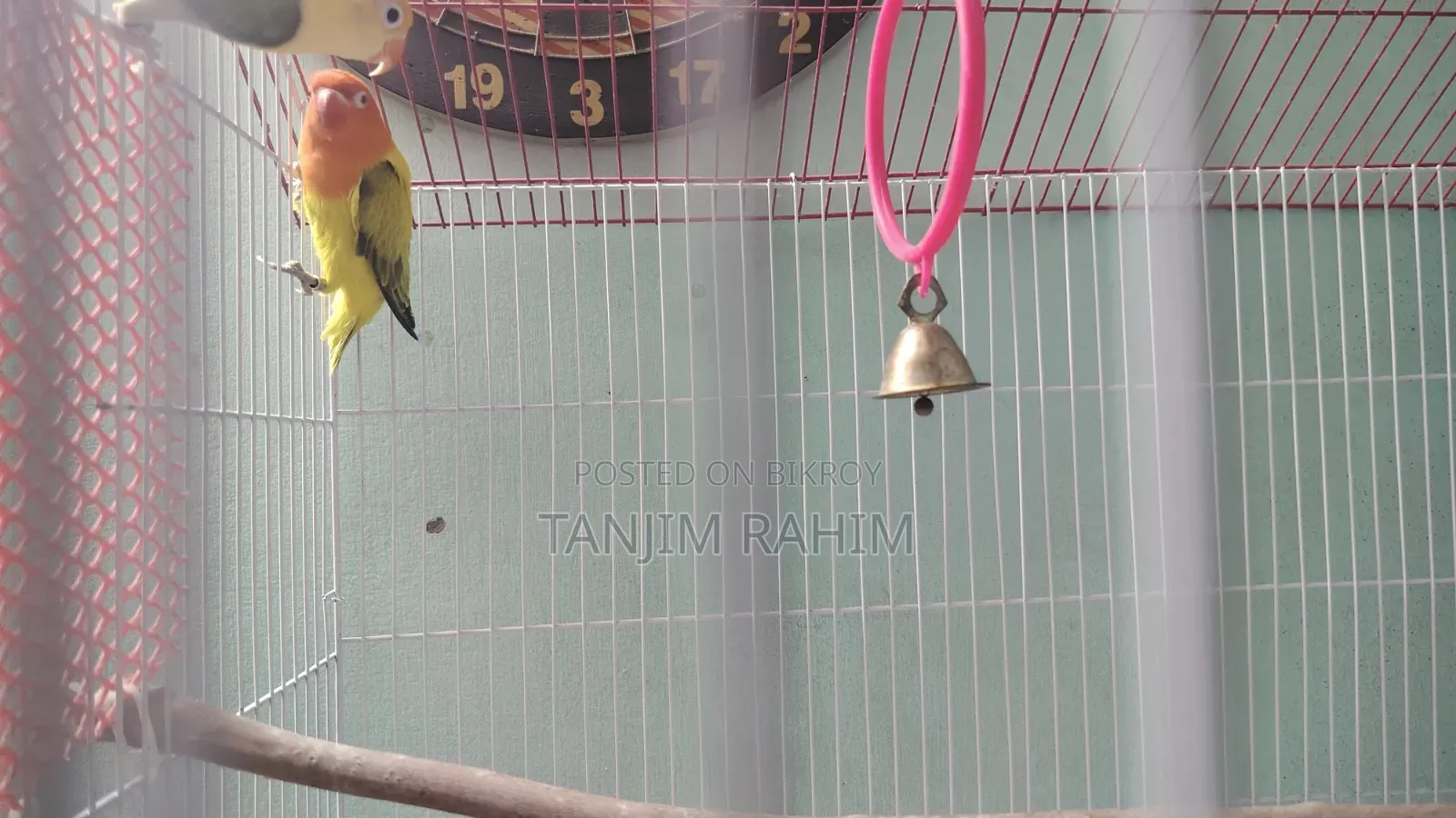 High Mutation Lovebird