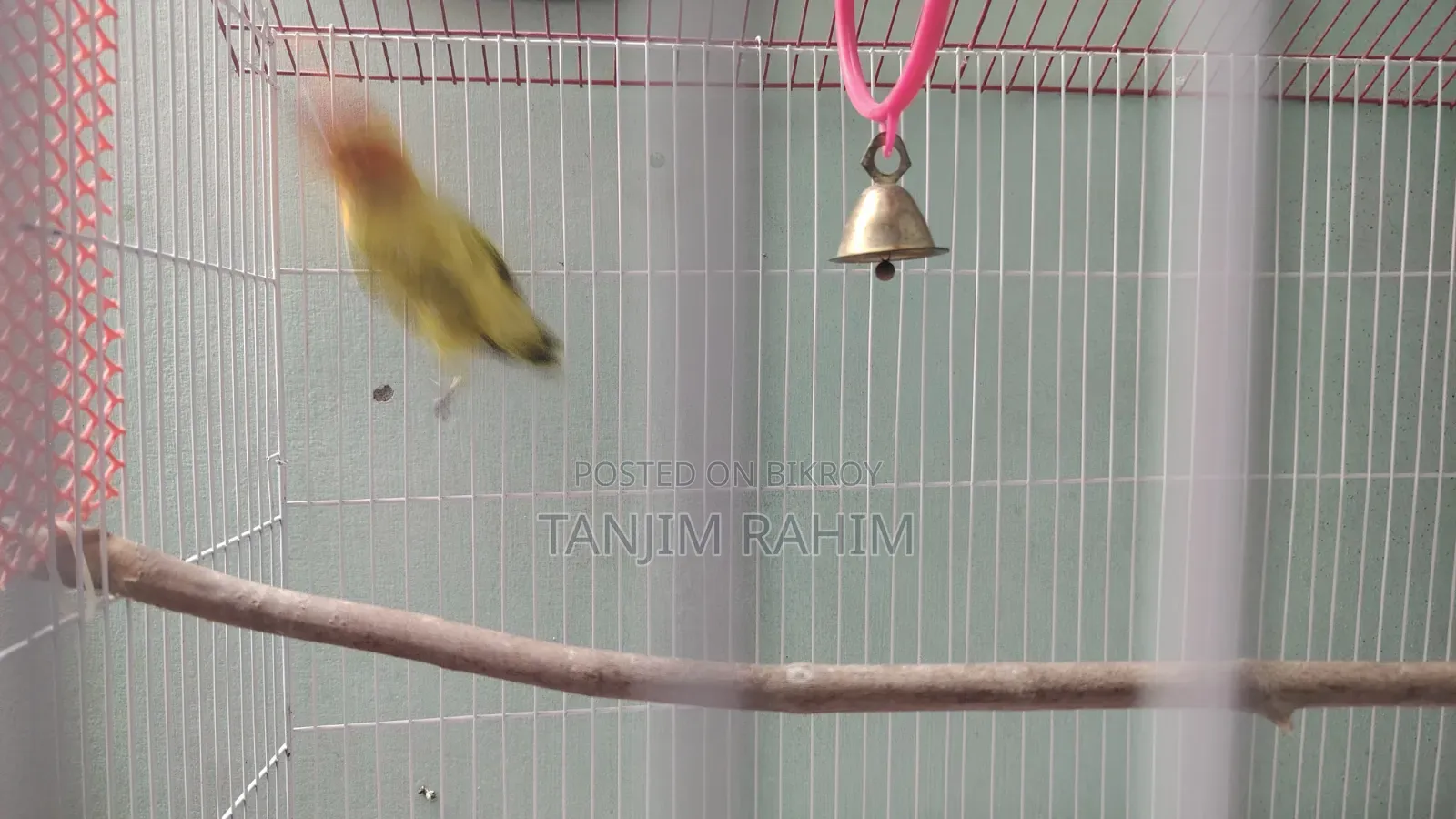High Mutation Lovebird