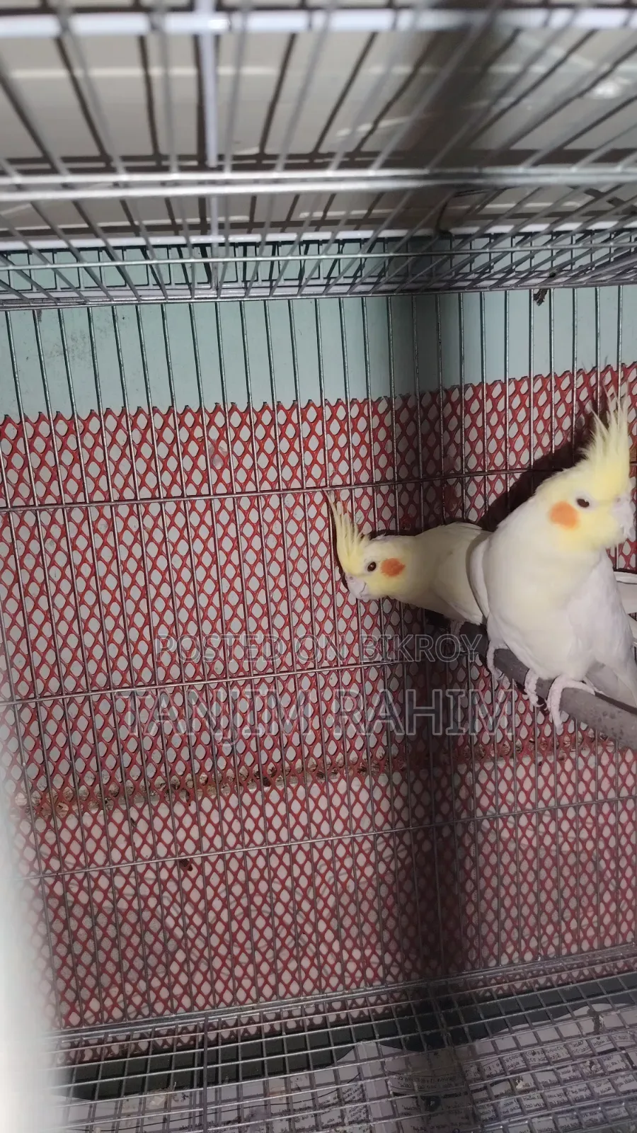 Lutino Cockatiel Breeding Pair