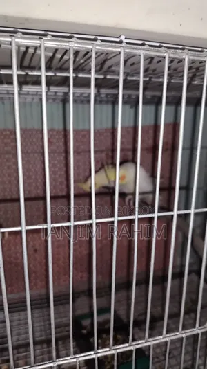 Lutino Cockatiel Breeding Pair