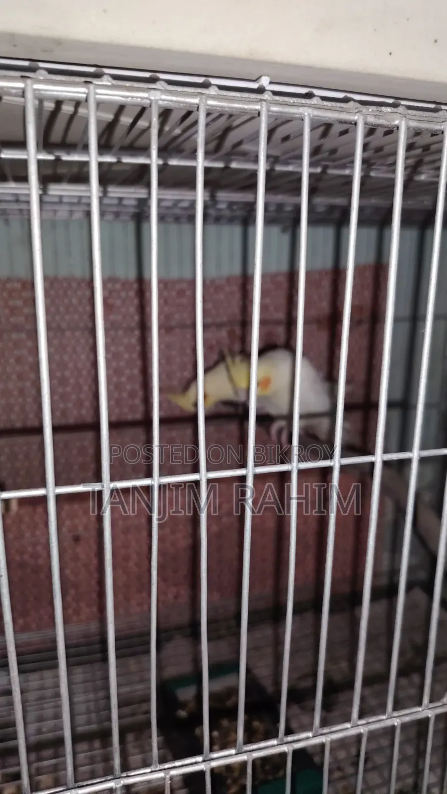 Lutino Cockatiel Breeding Pair