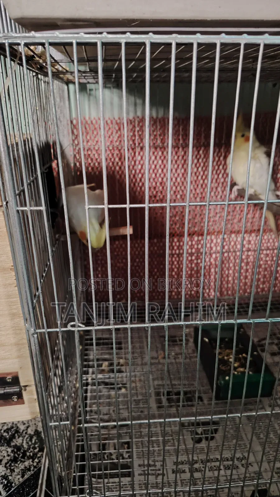 Lutino Cockatiel Breeding Pair