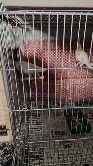 Lutino Cockatiel Breeding Pair