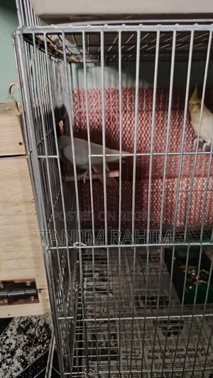 Lutino Cockatiel Breeding Pair
