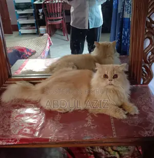 6-12 Months Male Purebred Persian